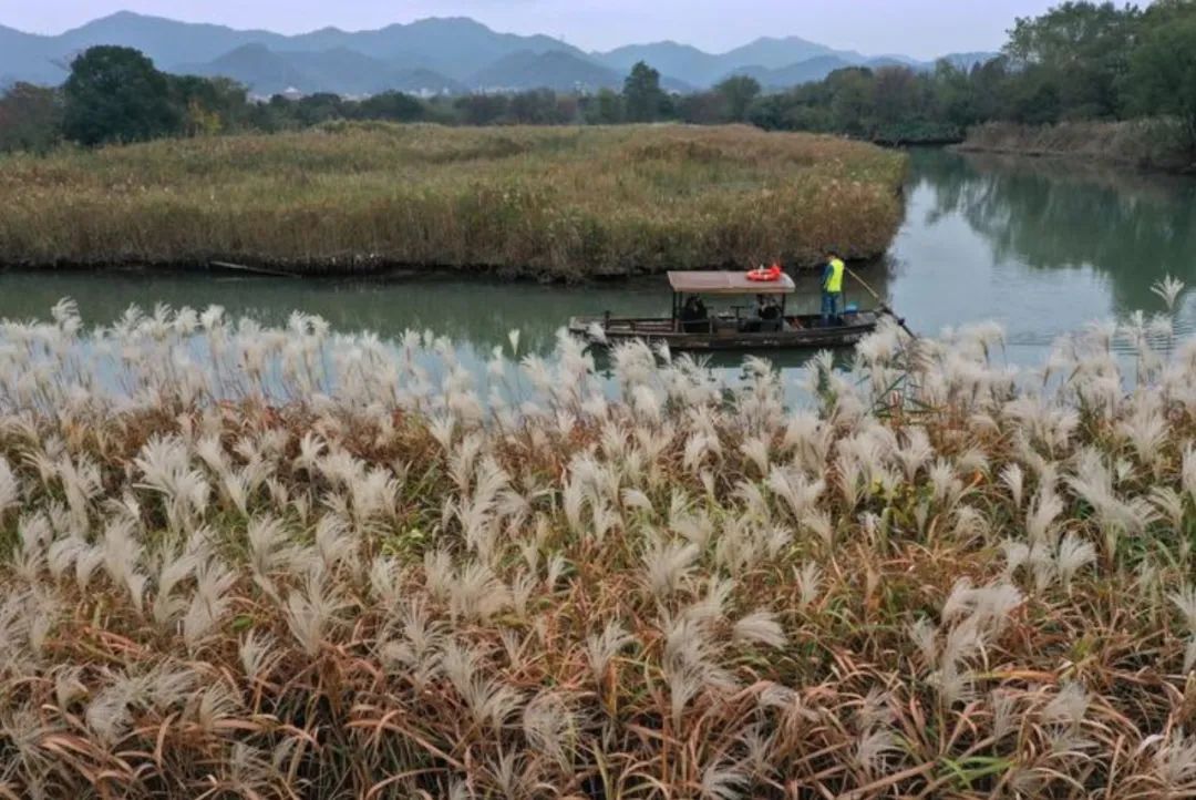 春天的潺潺溪水,春天的顶流