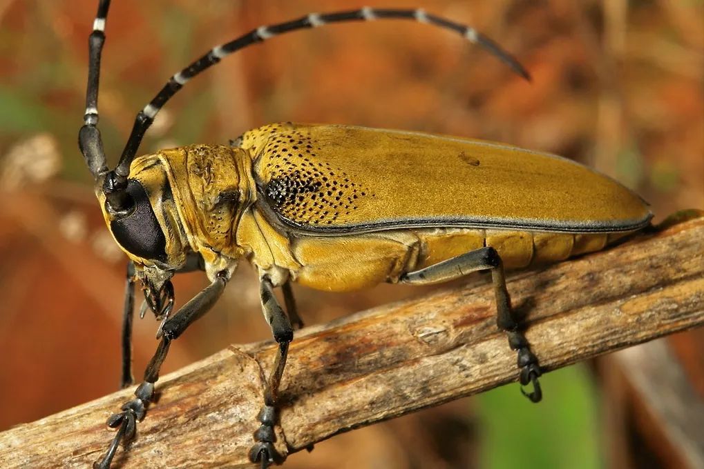 中国天牛图鉴,天牛全程图鉴
