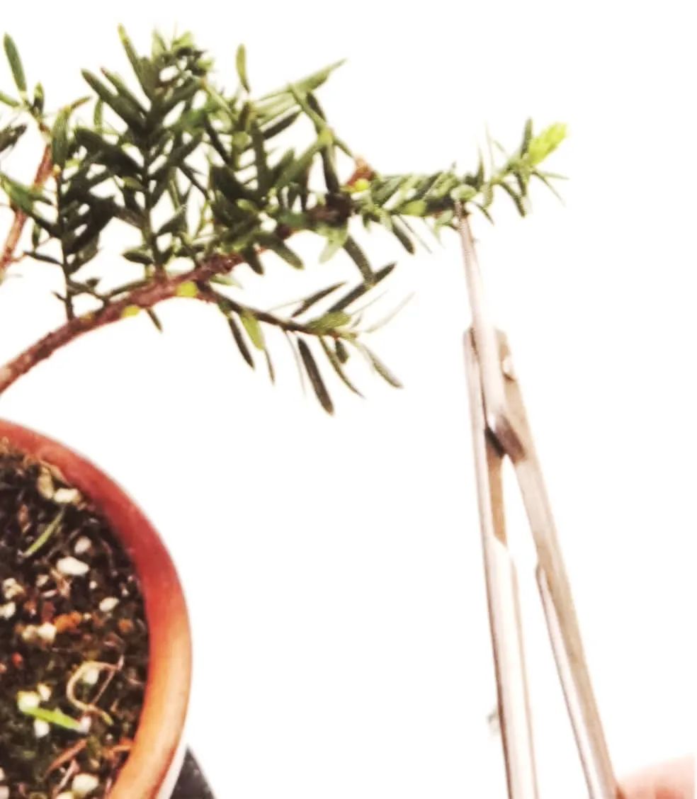 舍利红豆杉盆景,红豆杉老桩盆景怎么修剪