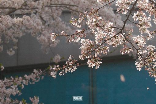 樱花最旺盛的时间,樱花最茂盛的时候是哪个季节