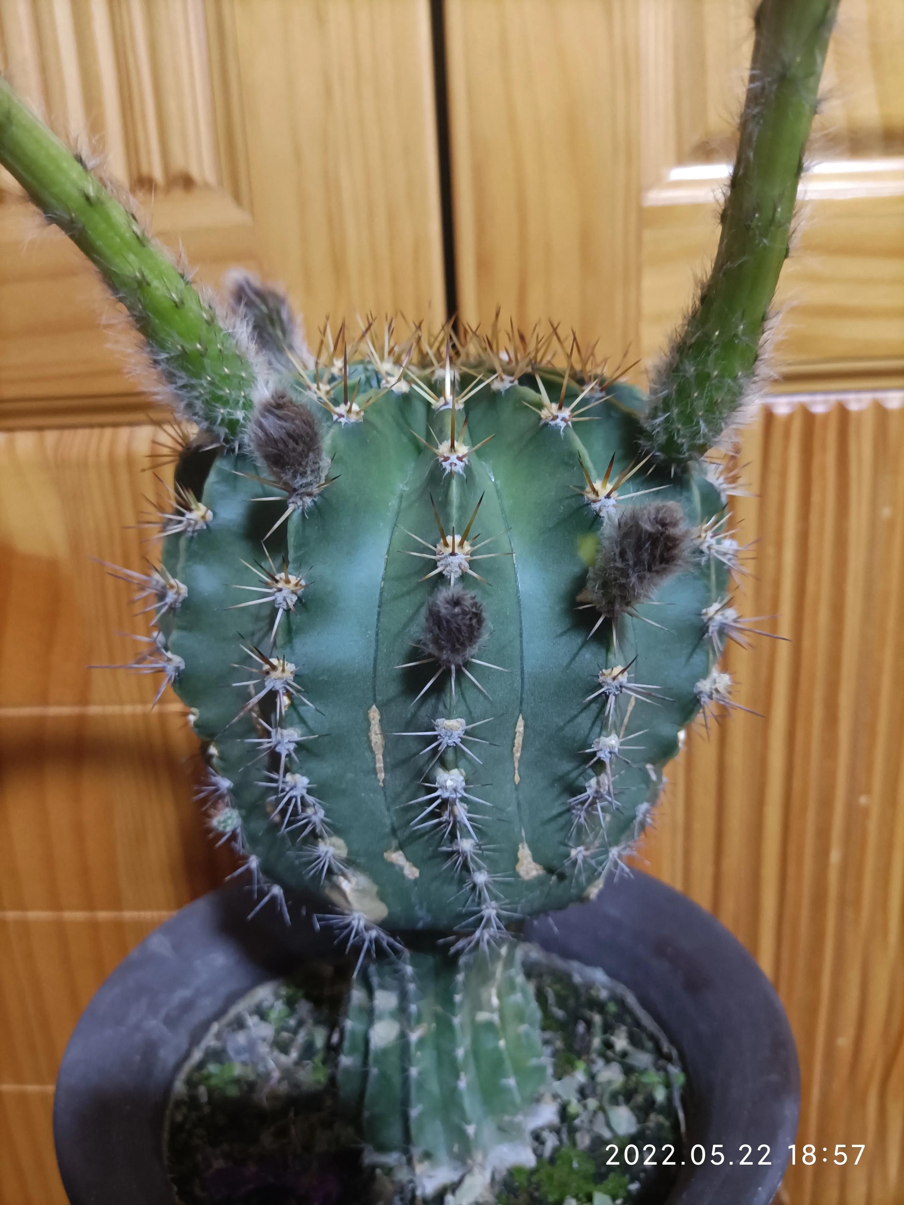 美丽的子孙球花，这次又为谁绽放