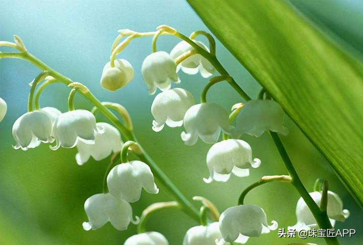 最火的网红元素，铃兰花开，幸福自来！35款珠宝打造你的铃兰花园