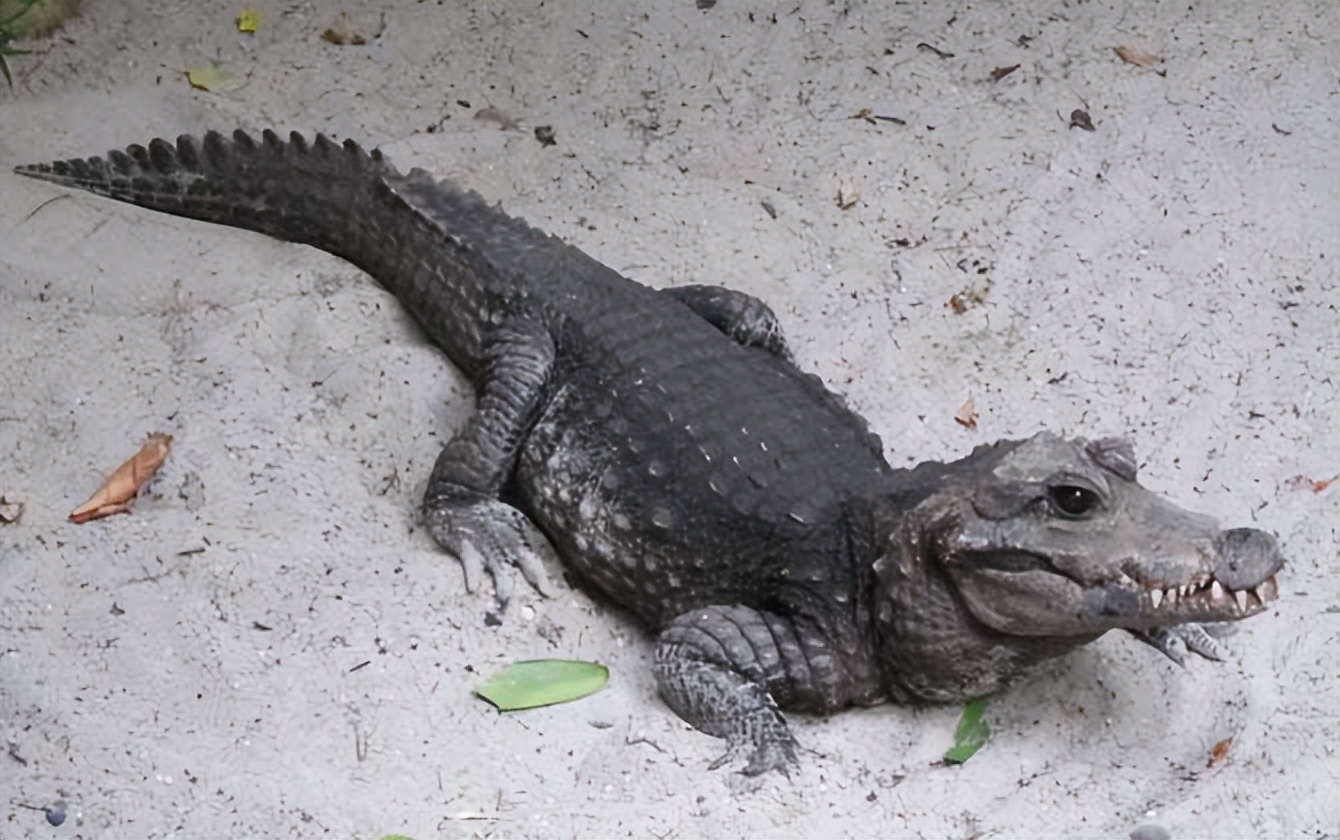 性情凶猛的十大鳄鱼,世界上十大最凶猛的鳄鱼排行榜