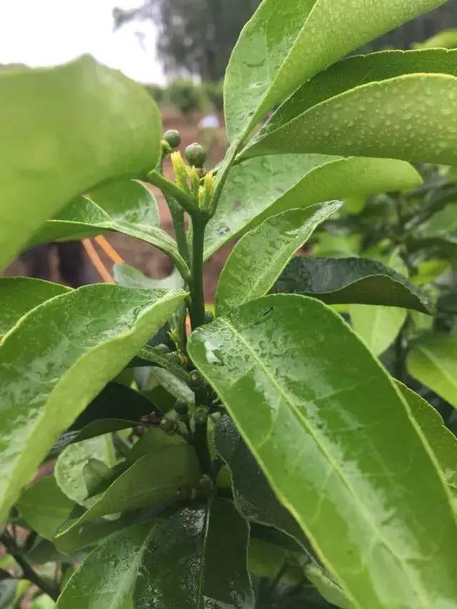 柑橘保果如何抢救看这篇就够了,柑橘保果知识点总结