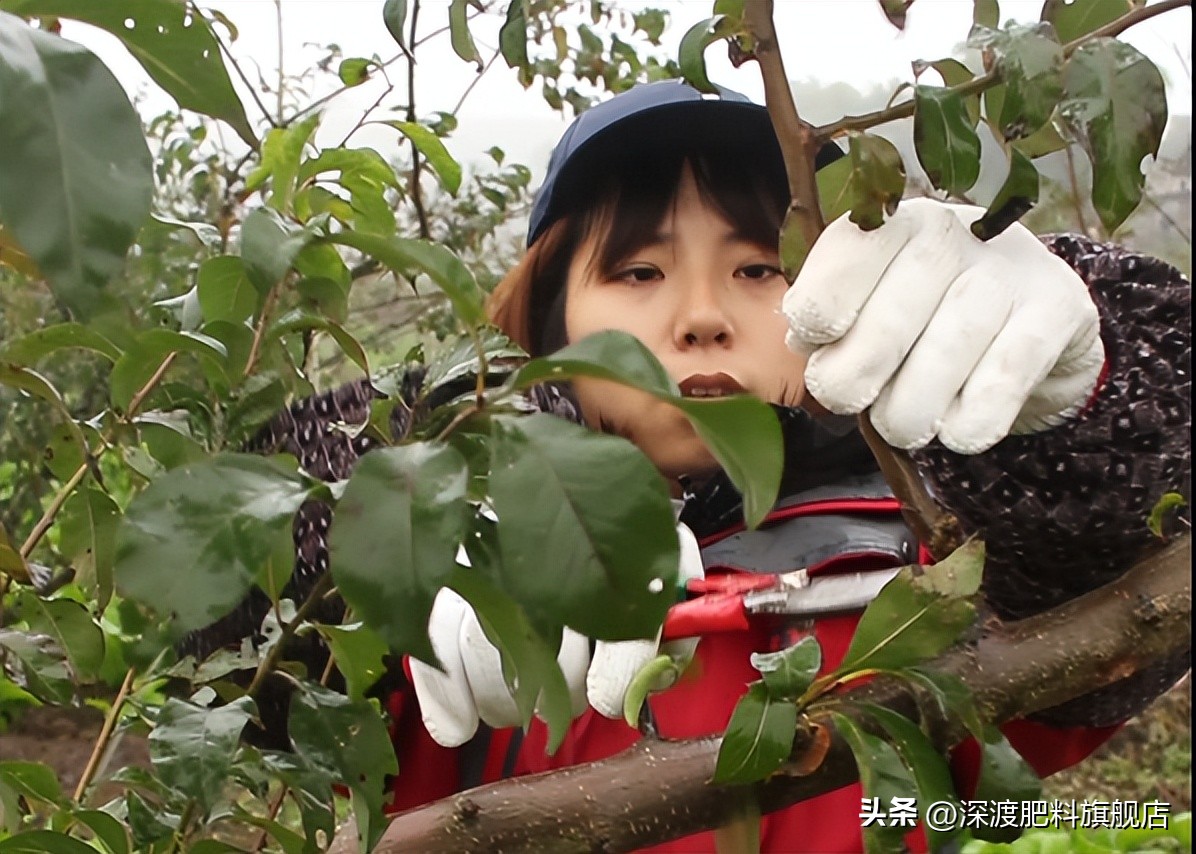 红李子树冬季修剪,唐老师李子树冬季修剪