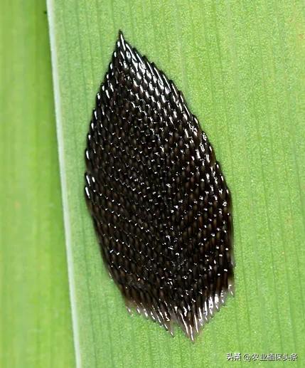 昆虫的习性与行为与害虫防治,害虫防治与昆虫分类