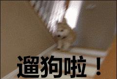 蝌学荐书《永远的爱犬》——一份给你家狗子的续命指南