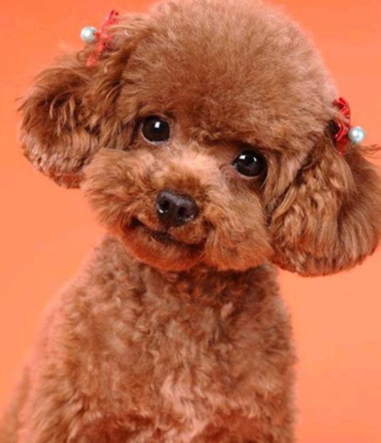 泰迪不爱吃狗粮怎么办,泰迪不爱吃饭有什么方法