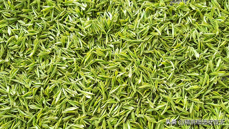 安吉白茶口感特点,贵州产安吉白茶和安吉白茶的区别
