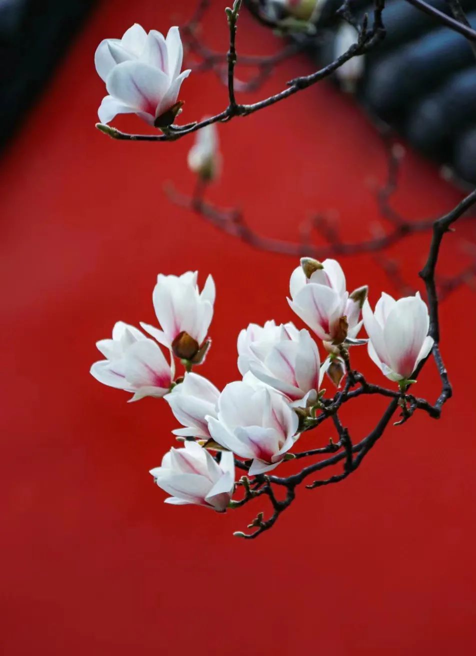 玉兰花水彩写生,玉兰写生的经典视频