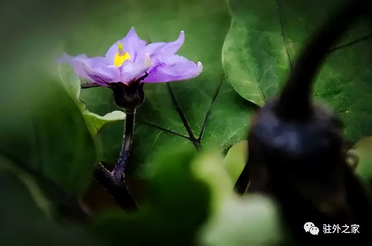 驻外人的“花花世界”——且看菜园变花园