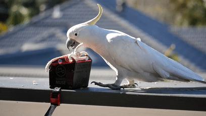 人鸟大战不断升级，想阻止鹦鹉乱翻垃圾桶太难了