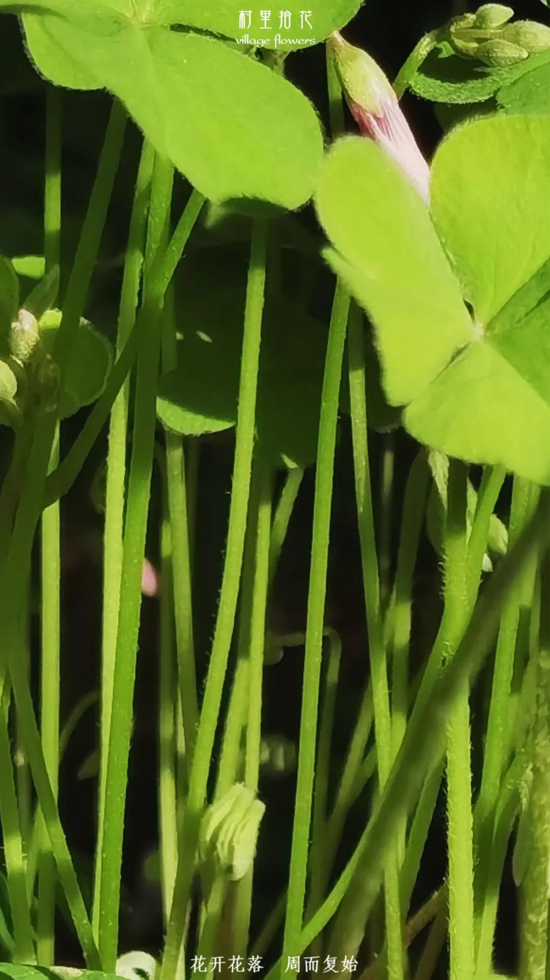 红花酢浆草简介,红花酢浆草喜欢酸性还是碱性土壤
