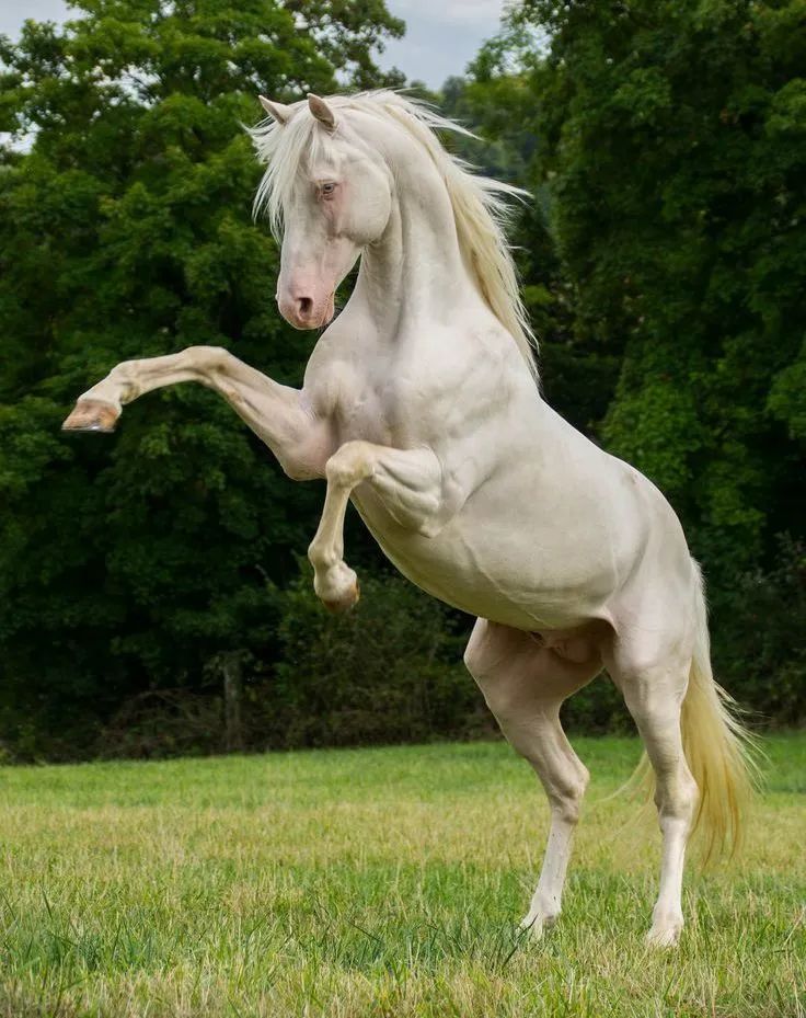 买马的时候该怎么挑,新手买马需要注意什么