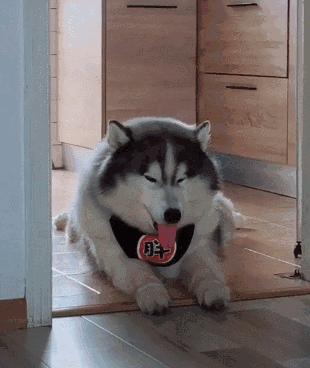 “阿拉斯加犬”有哪些优缺点?看完你还考虑养吗?