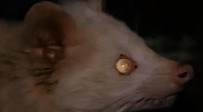 江西老农活捉神秘物种六不像,江西宜春老农上山捉到六不像