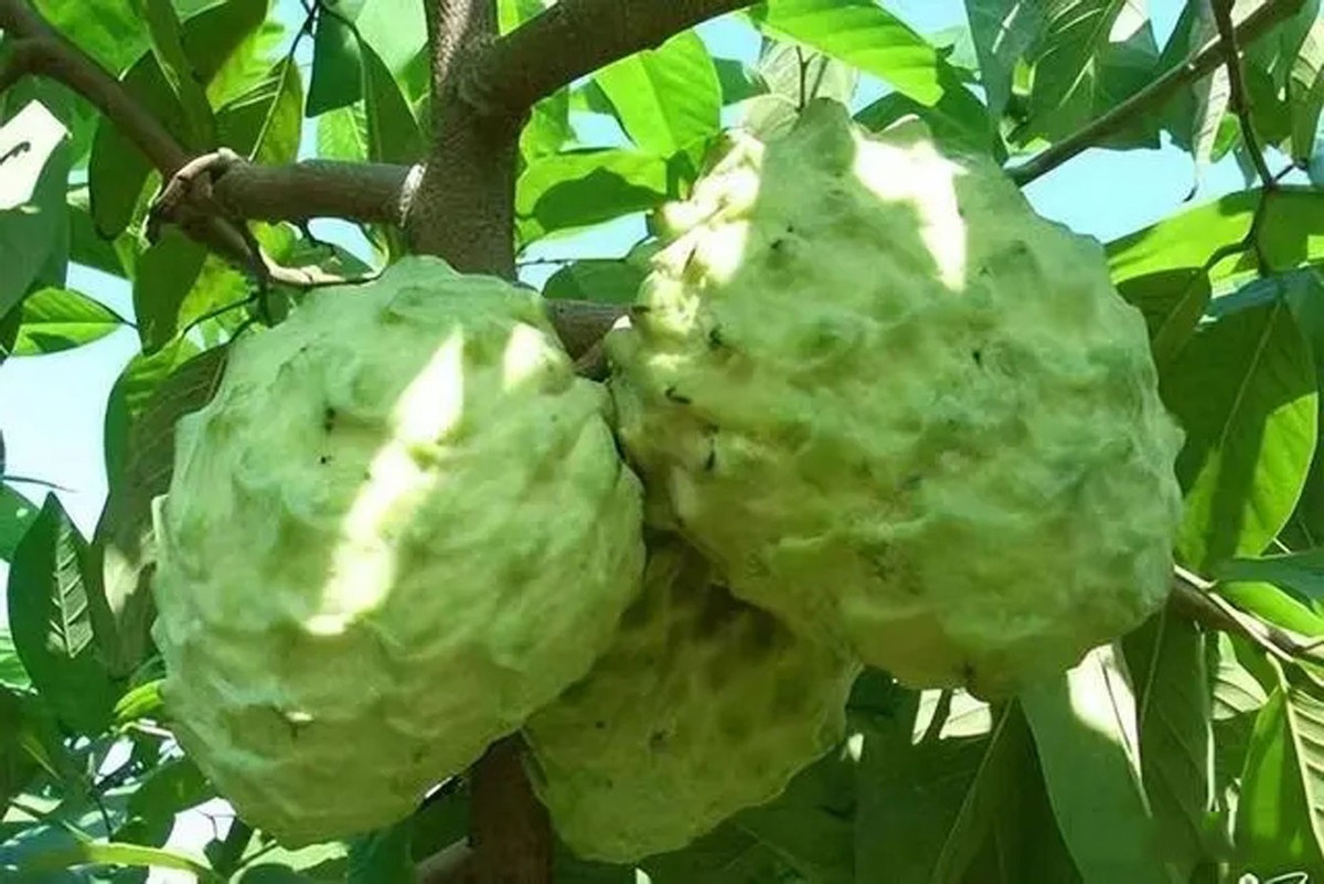 水果滞销中国解决,台湾凤梨释迦滞销原因