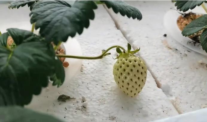 高架草莓种植是不是属于无土栽培,无土栽培草莓产量怎么样