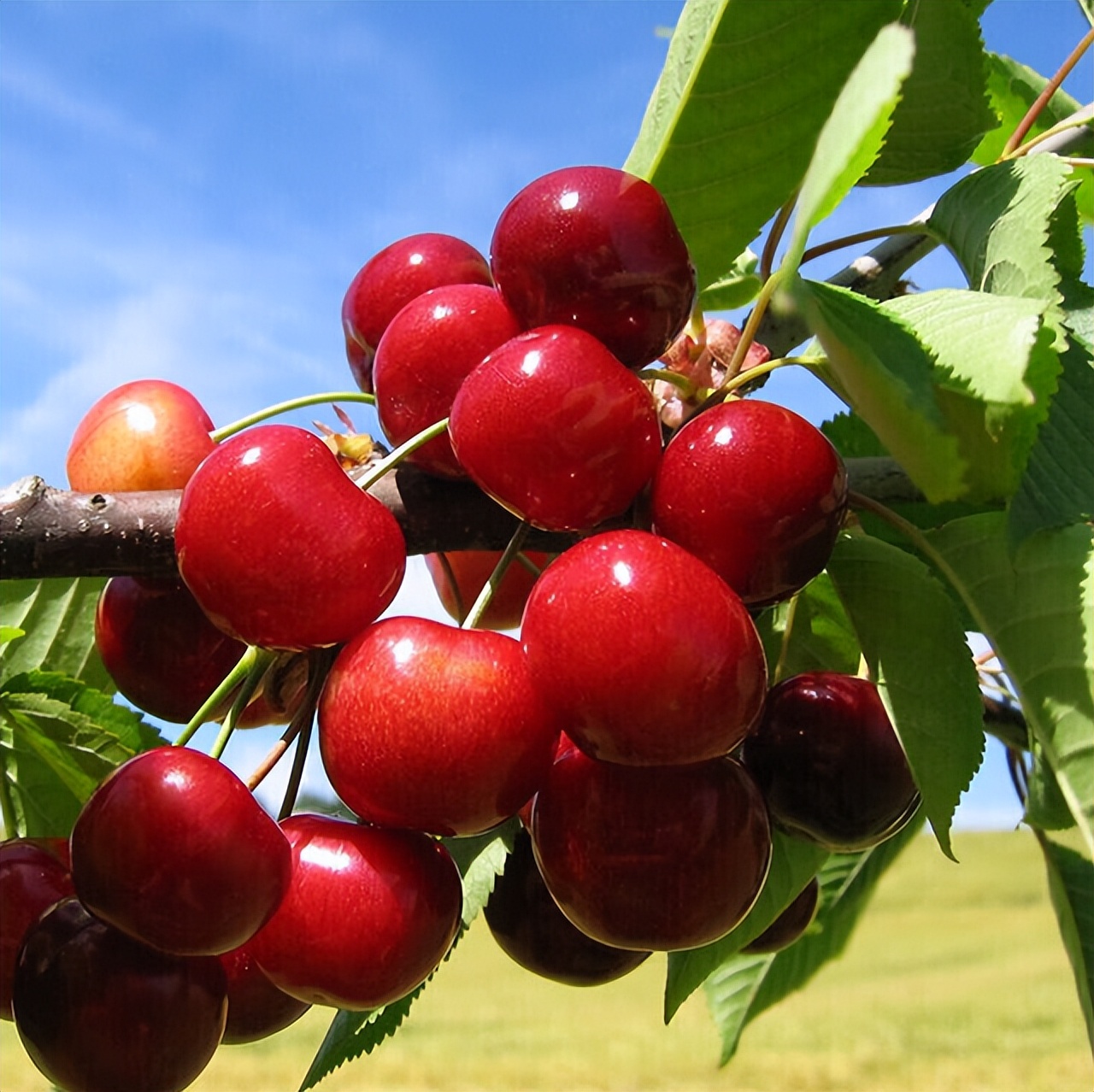 盆栽樱桃需要注意什么,盆栽樱桃的管理方法