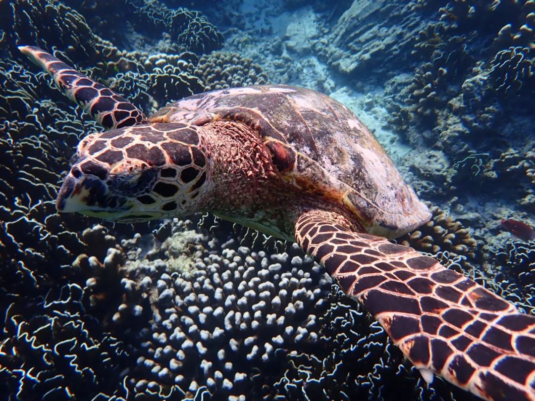 自由自在的小乌龟美工文案,自由自在的小乌龟美术教案