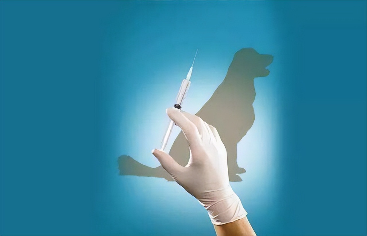 为什么狂犬病的致死率是100%,狂犬病为什么致死率100%