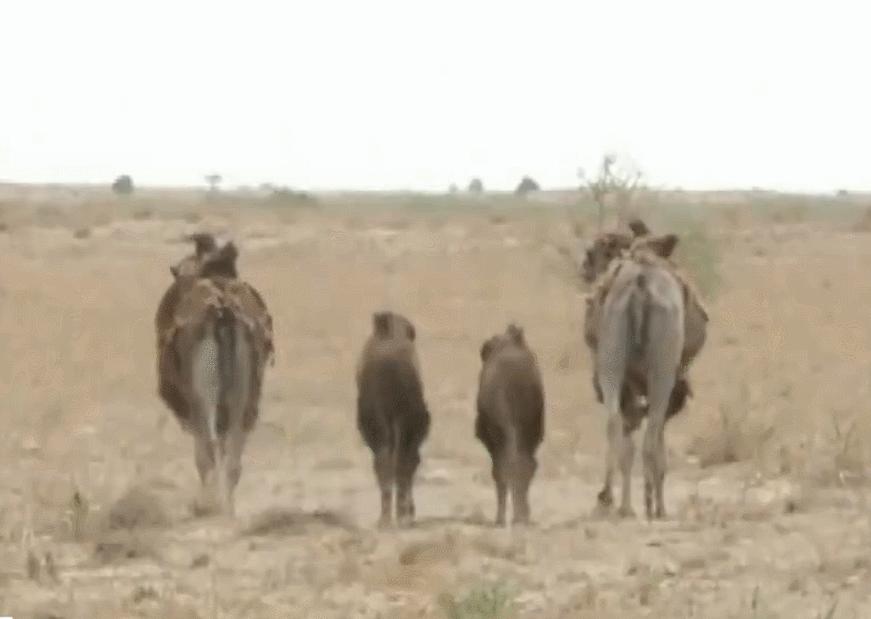 野生双峰骆驼和家养骆驼有何区别,野骆驼和骆驼是一个物种吗