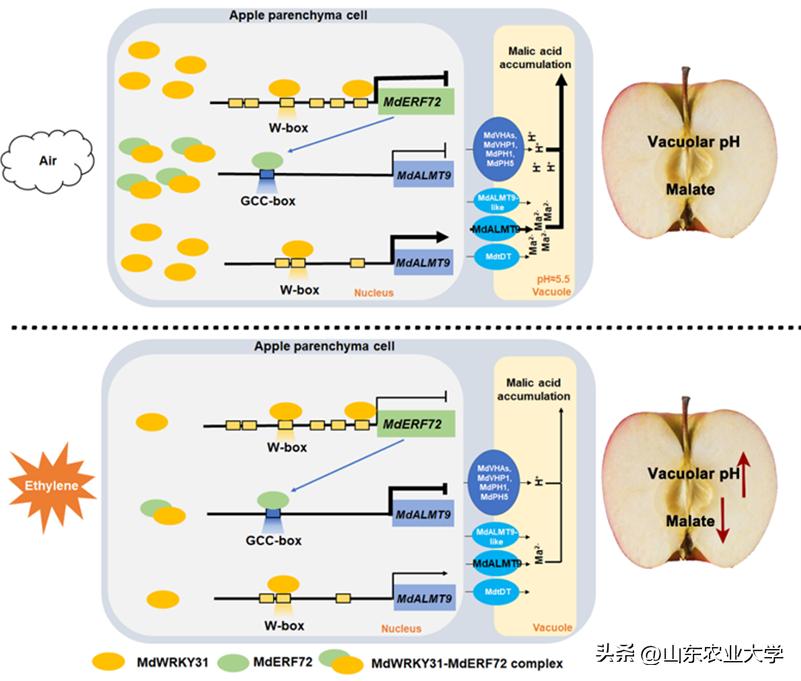 我校胡大刚教授团队揭示苹果果实品质保持及耐贮藏性能新机制