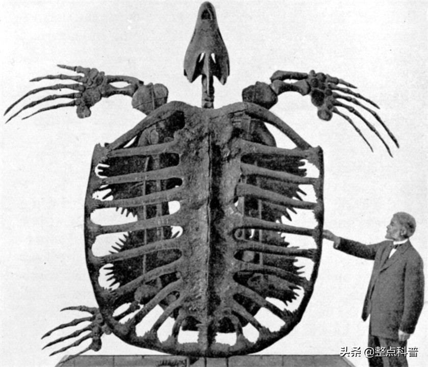 进化论的终极bug,进化论最致命的bug有哪些