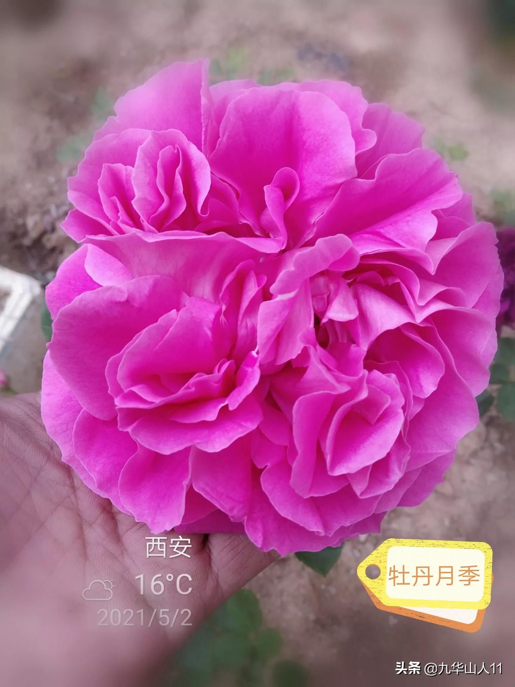 大花浓香勤花的月季品种,大花月季品种介绍大全图片及价格