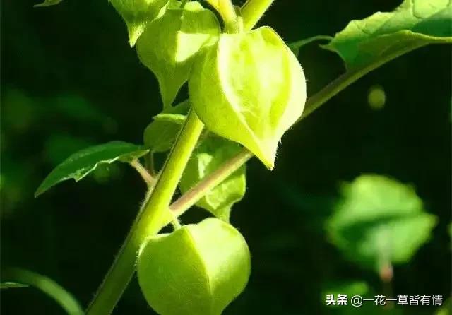 你们小时候都在河边捡到过的东西,重温儿时的记忆来河边捡到宝了