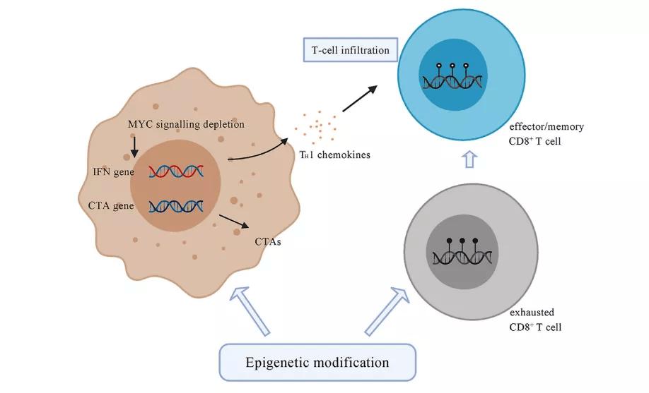 癌症最佳逆转期,治疗癌症最后的时光