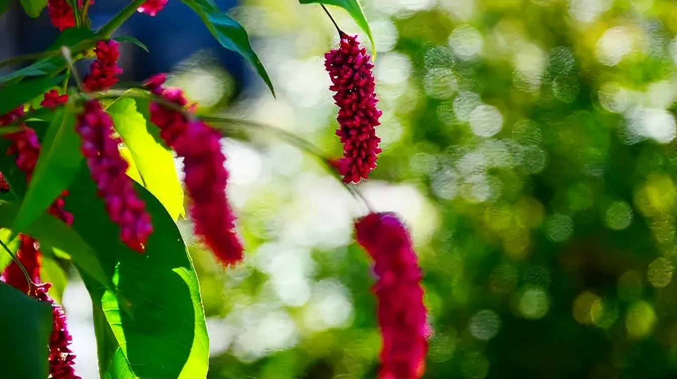 最是新秋好时光，有关新秋的诗词，在诗词里欣赏新秋的美景！​