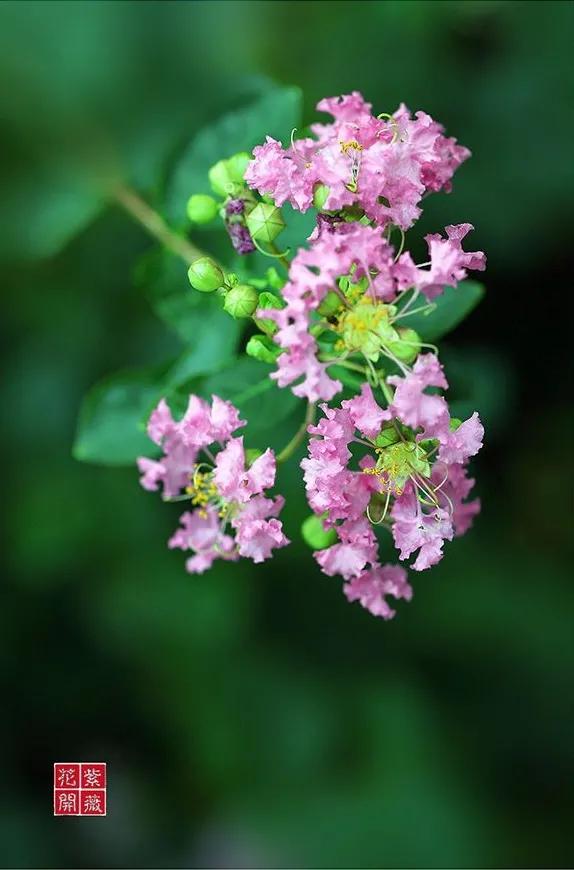 紫薇花壁纸高清全屏,唯美紫壁纸