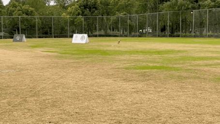 双11大型犬狗粮攻略,双11田园犬粮