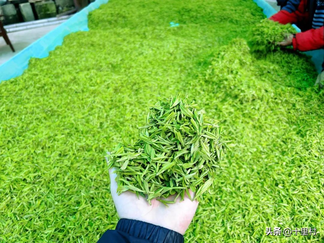 揭露卖茶叶如何5年赚1万亿,卖茶叶15天能赚多少钱