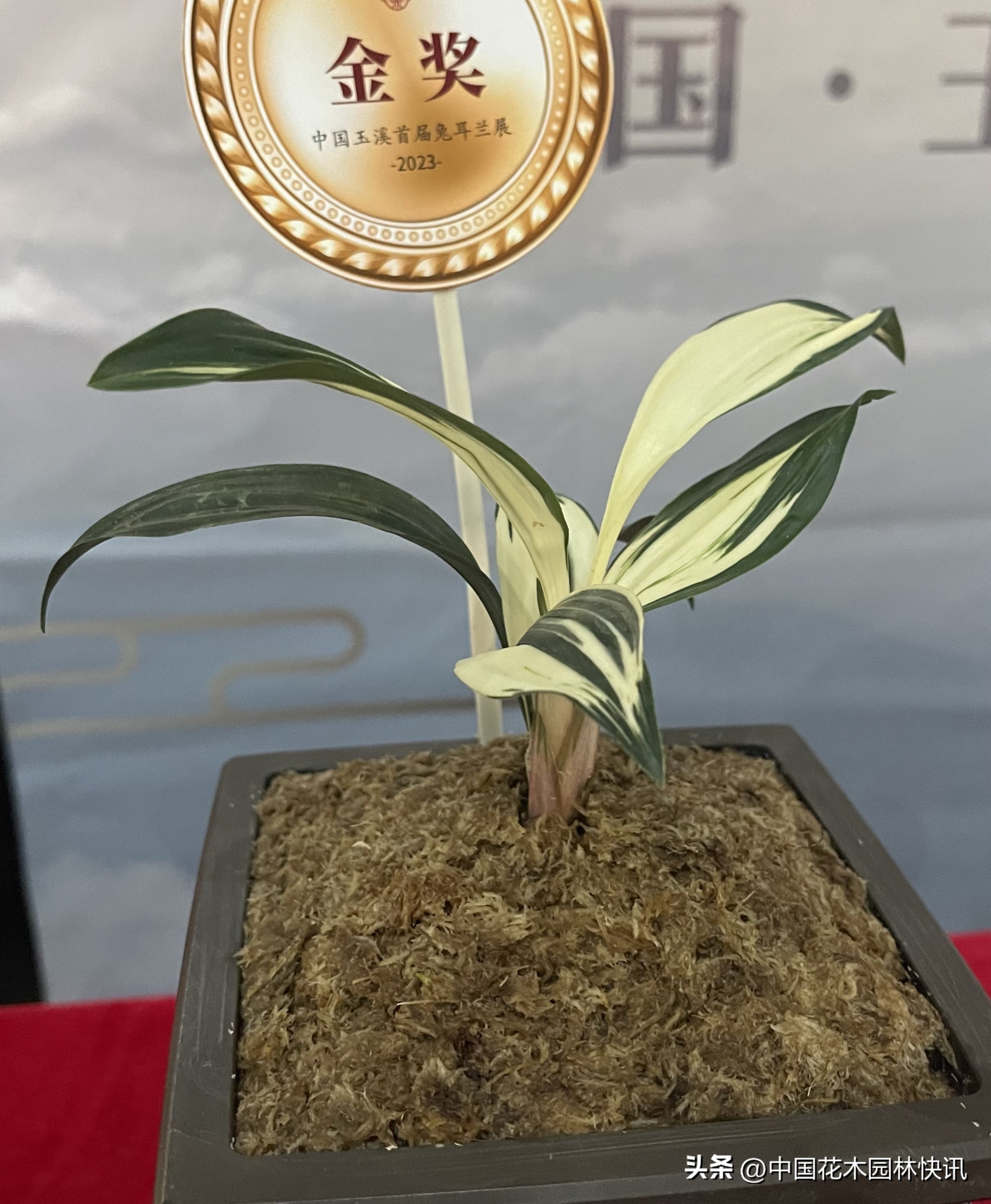 两岸一家亲共筑兰花梦中国玉溪首届兔耳兰展成功举办