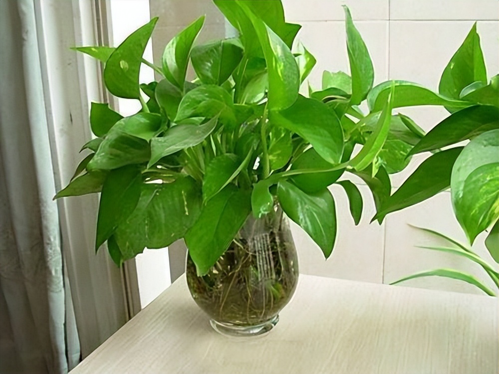 绿萝喜欢浇什么水才能长得旺,绿萝浇什么水它能长得特别旺盛