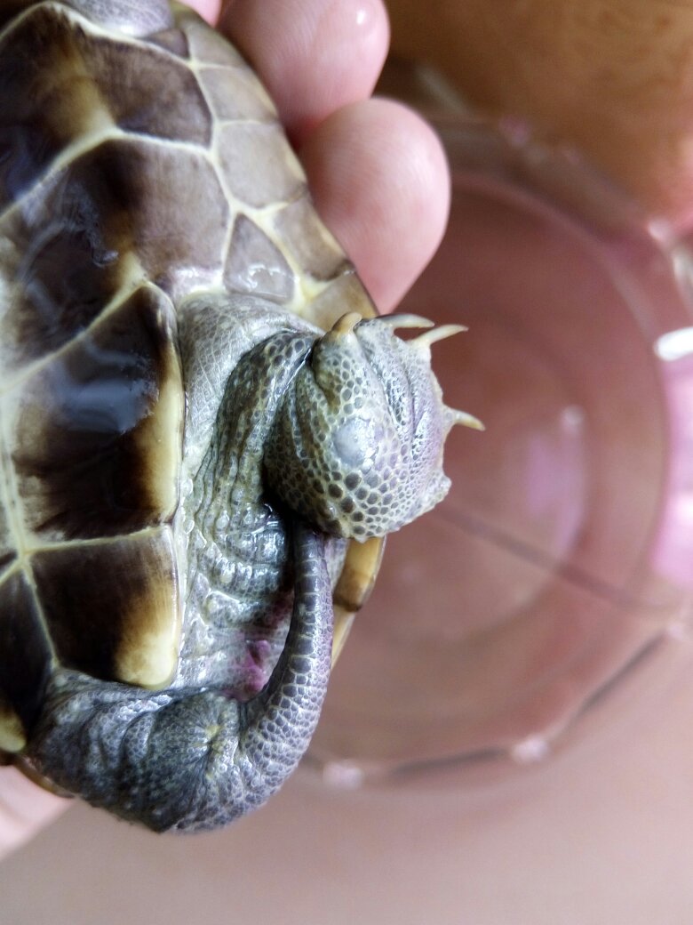 宠物龟得了白眼病怎么治,龟的白眼病该怎么治疗