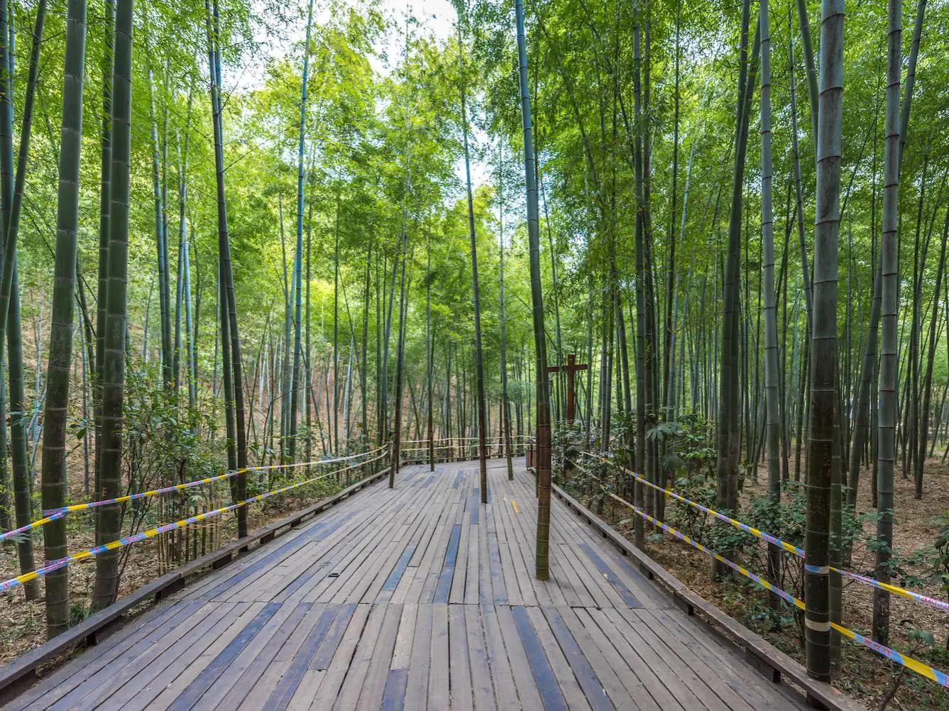 中国十大竹海排名,中国十大竹海之都