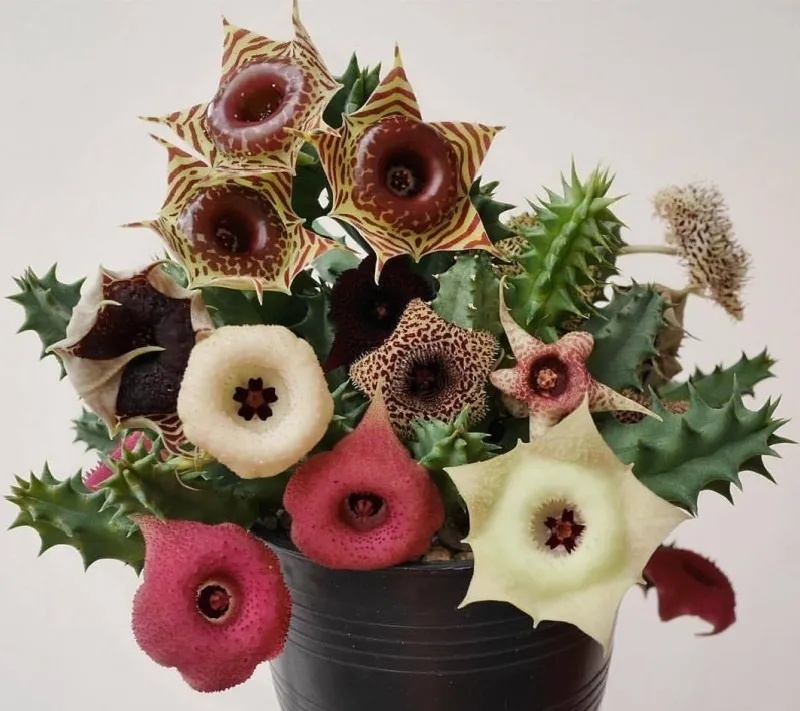 屋里烟味大养什么植物,家里最忌讳养的植物