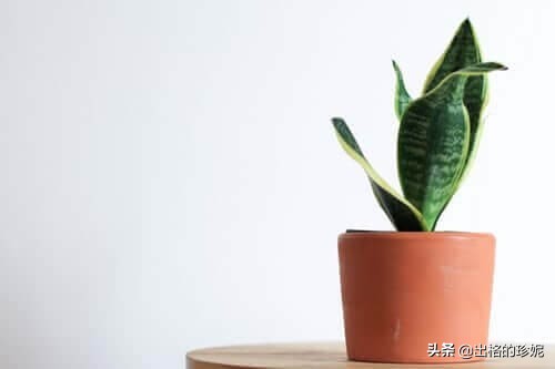 家居空间选择植物,适合房间装饰的植物