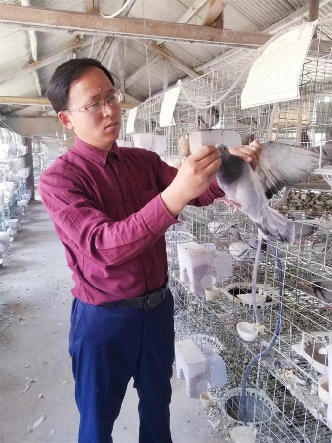 小鸽子创业,小鸽子大产业