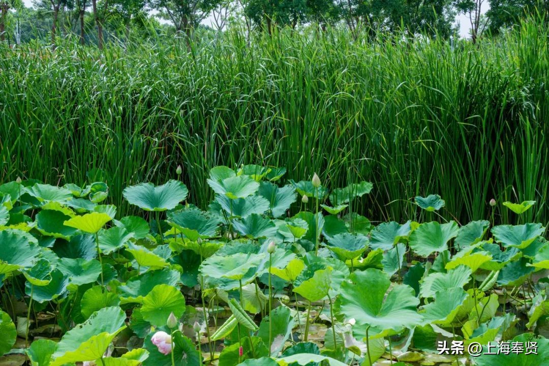 流“莲”忘返！来南桥这些地方邂逅夏天的浪漫→