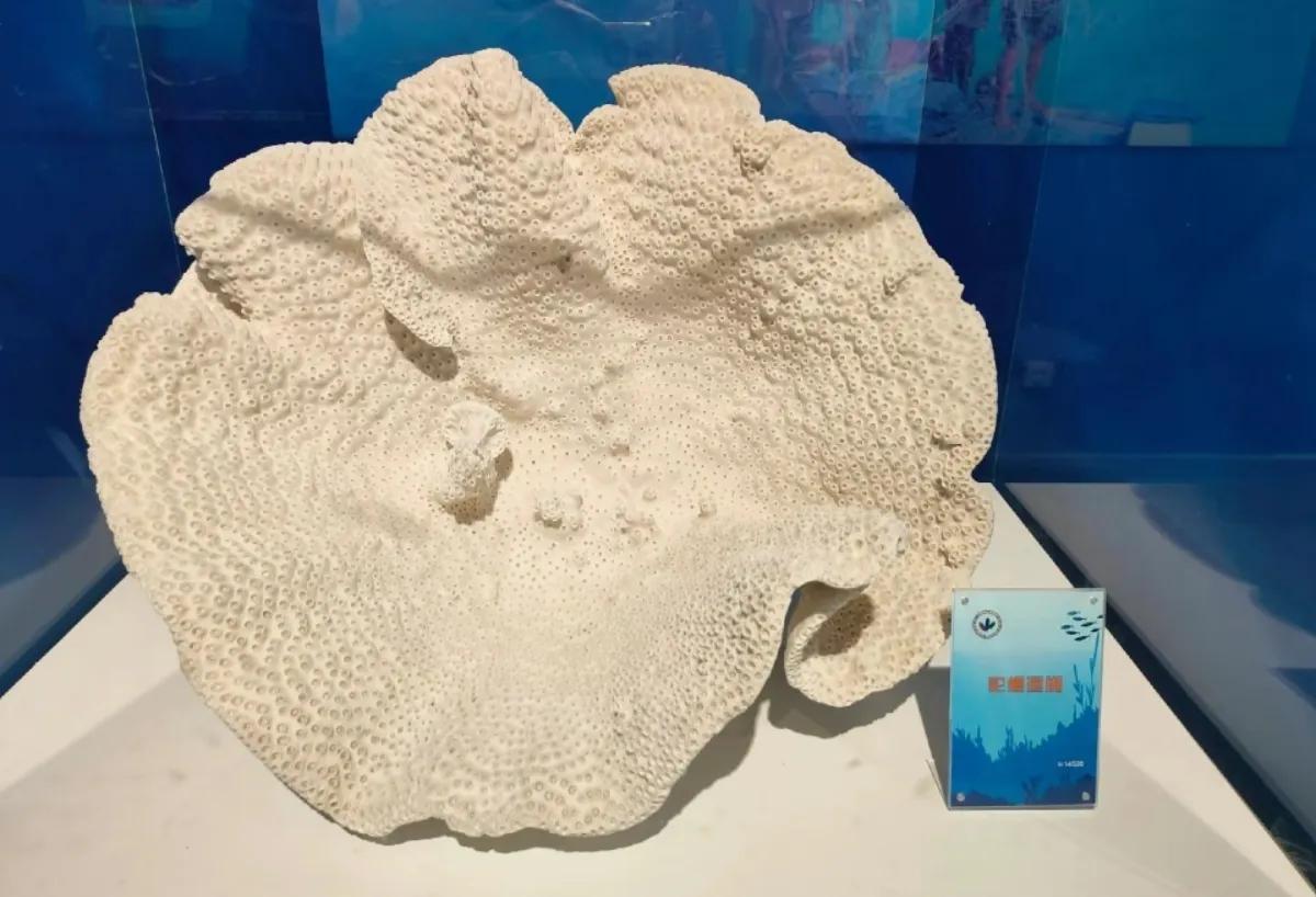 中国地质博物馆藏宝图,国家地质博物馆藏品