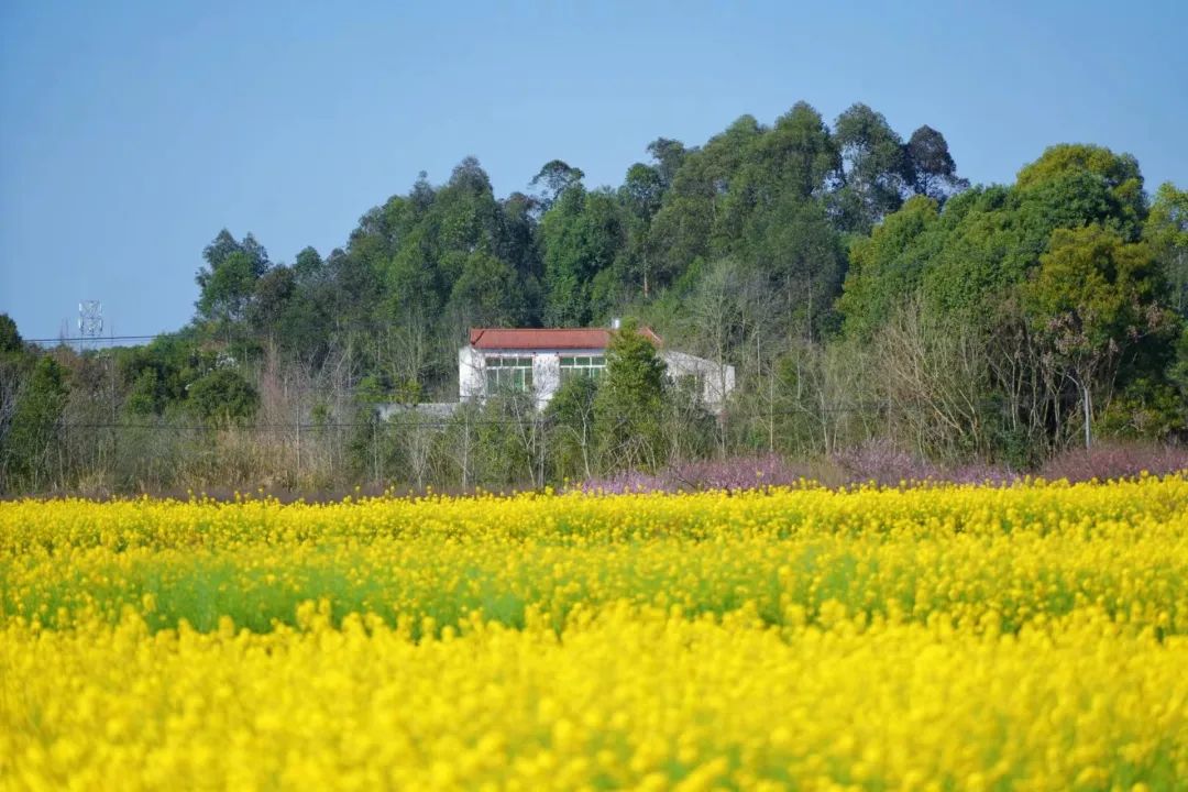 成都市区现实版桃花源记在哪里,成都公交可达的古镇