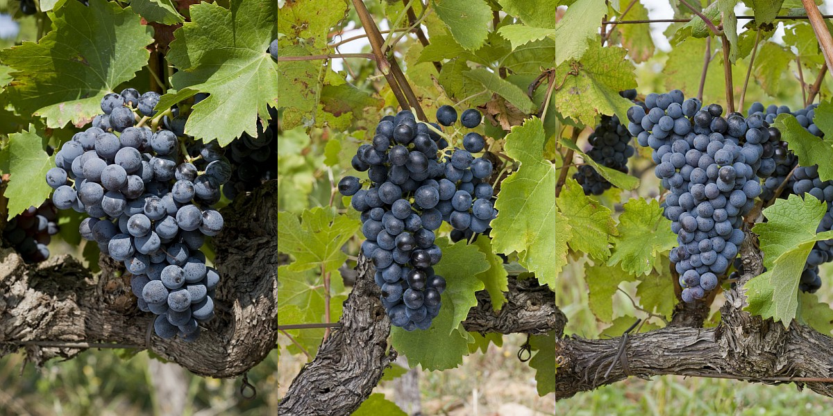 菲图葡萄酒怎么样,菲图精选干红葡萄酒