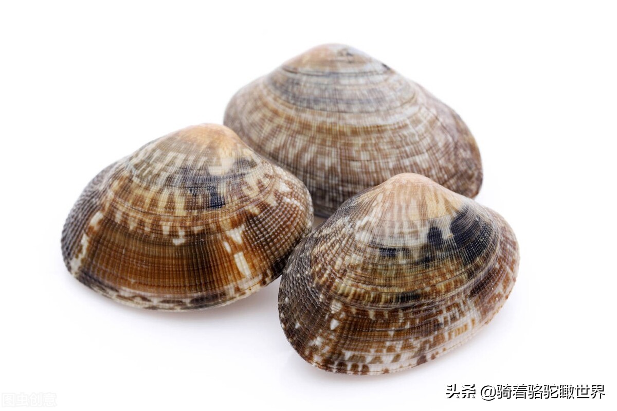 厦门彩虹沙滩哪一段赶海最好,黄金海岸赶海拾贝最佳地点