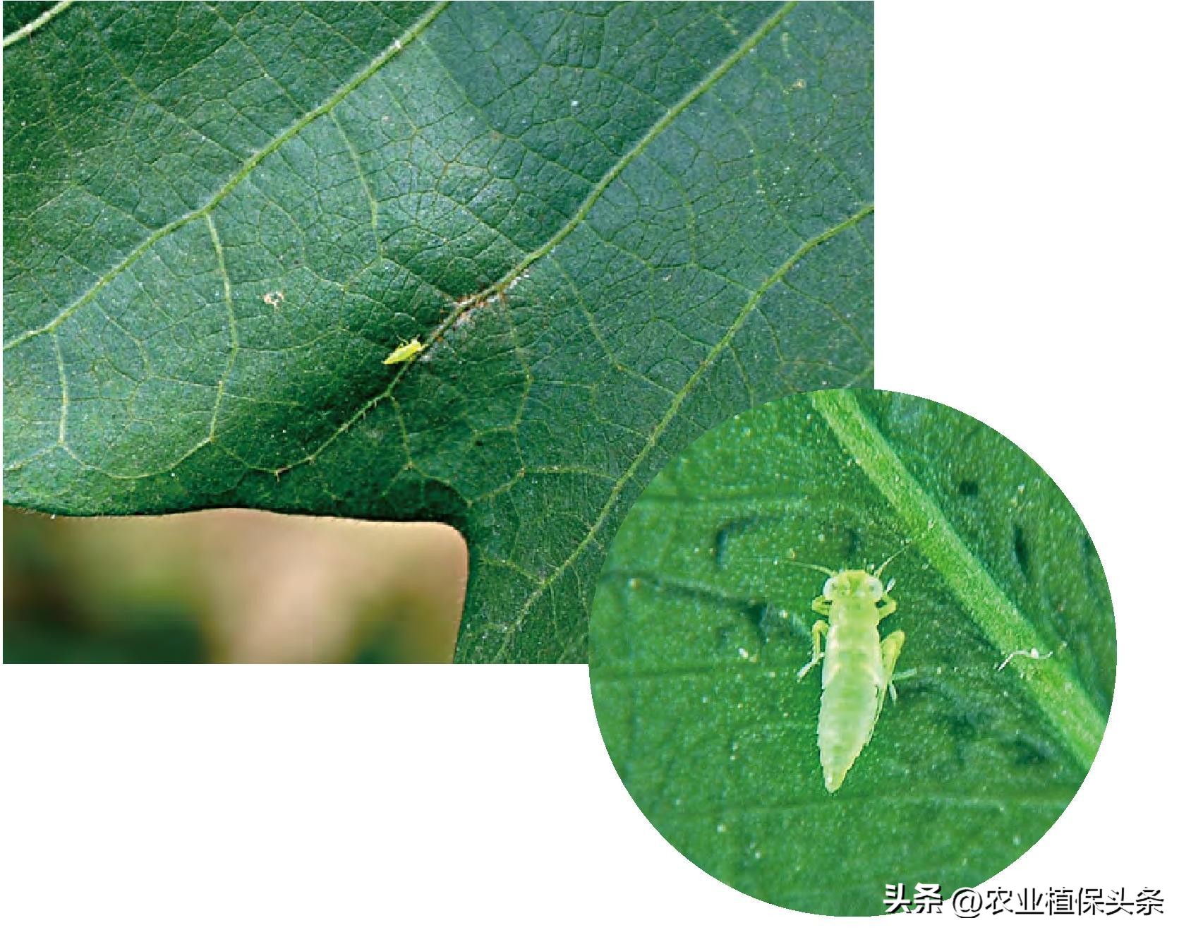 昆虫和害虫种类,昆虫和害虫的分类