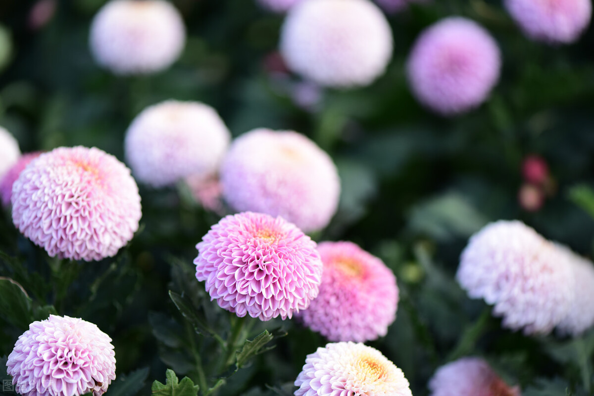 手机壁纸幸福像花儿一样图案,手机壁纸花的唯美