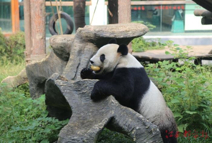 探访南昌动物园熊猫馆:伙食好胃口好“美灵”生活美滋滋(图)